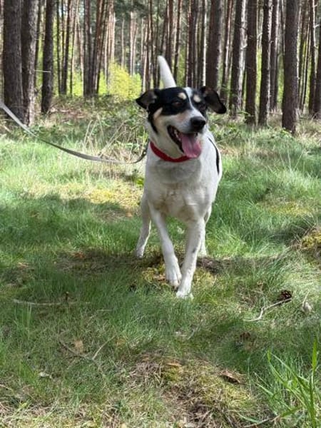 🐾 Gino  liebevoller Begleiter