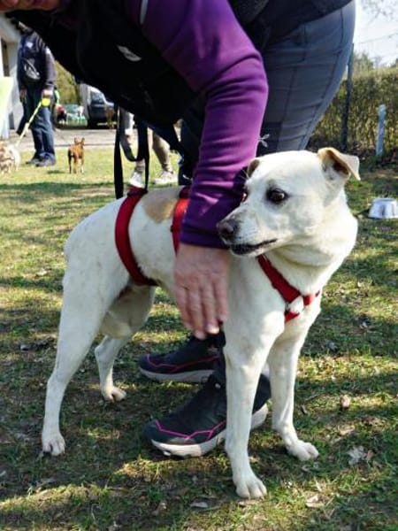 Coco, freundlich, menschenbezogen