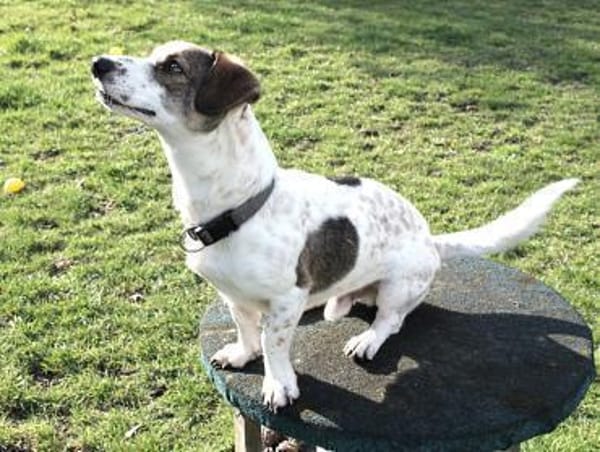 Kleiner Snoopy sucht liebvolles Zuhause