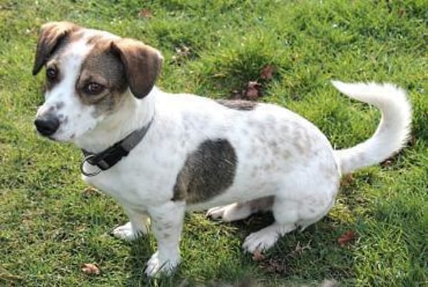 Kleiner Snoopy sucht liebvolles Zuhause