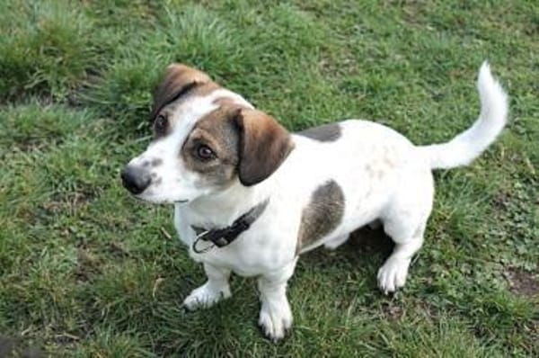 Kleiner Snoopy sucht liebvolles Zuhause