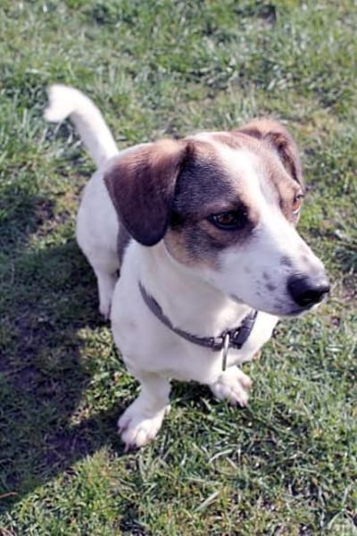 Kleiner Snoopy sucht liebvolles Zuhause