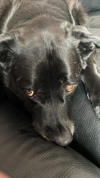 Pumba