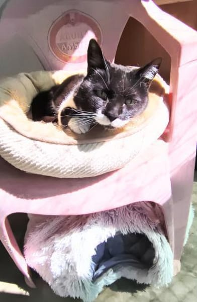 Süßer, älterer Kater Felix