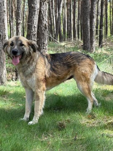 🐾 July  liebevolle, sanfte Hündin