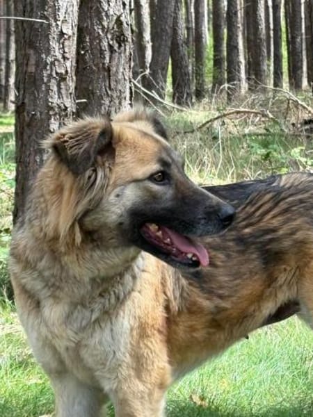 🐾 July  liebevolle, sanfte Hündin