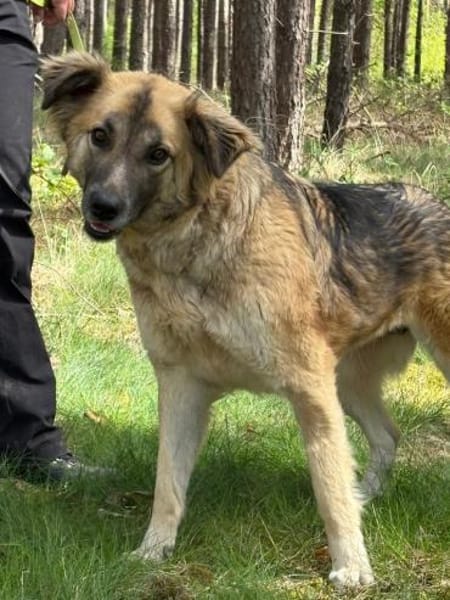 🐾 July  liebevolle, sanfte Hündin