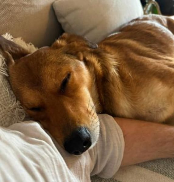 Foxy - liebe Hündin in 33647 Bielefeld