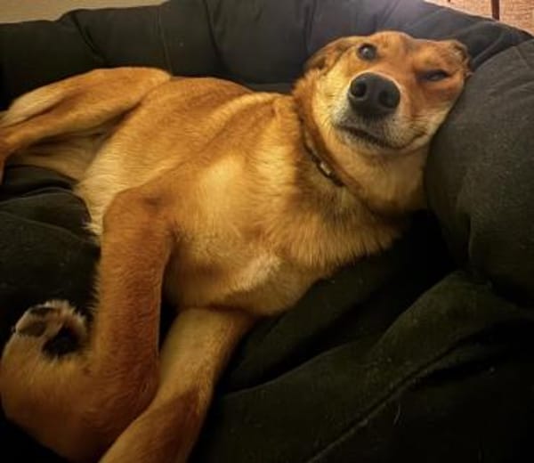 Foxy - liebe Hündin in 33647 Bielefeld