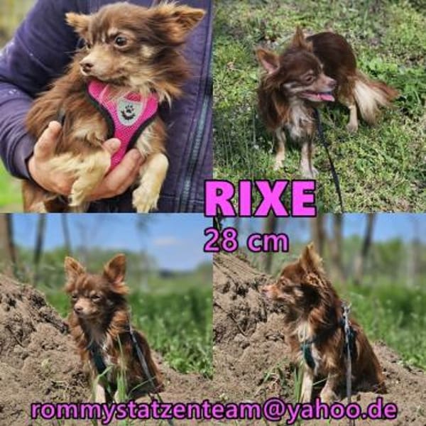Rixe braucht liebevollen Bindungsaufbau