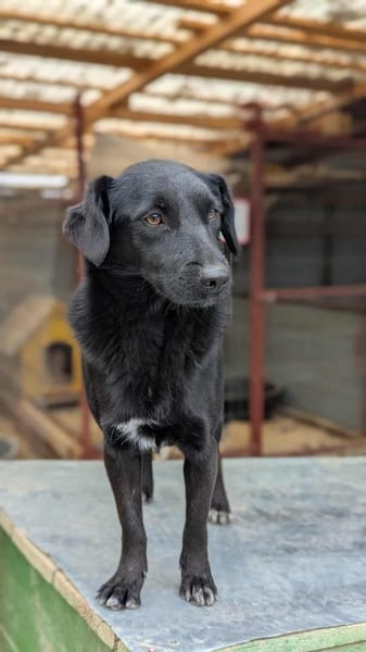 Busca sucht ein nettes Zuhause