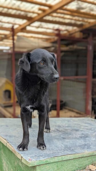 Busca sucht ein nettes Zuhause