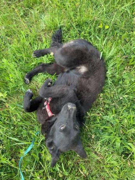 Busca sucht ein nettes Zuhause