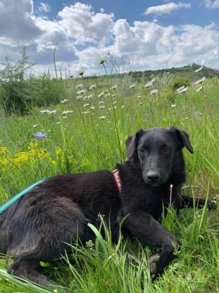 Busca sucht ein nettes Zuhause
