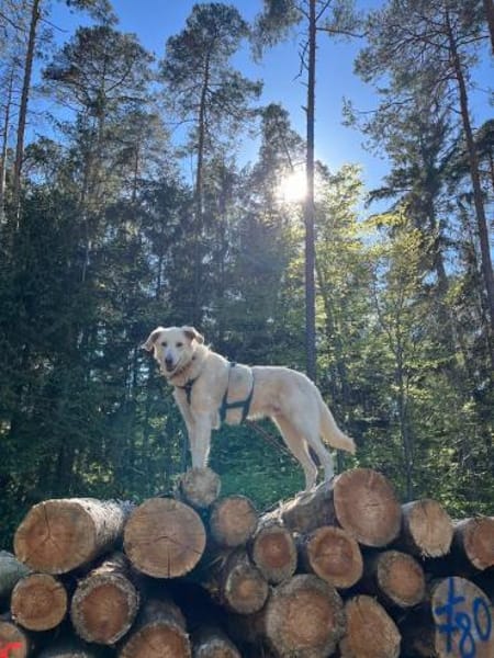 Argo wartet in Hessen!