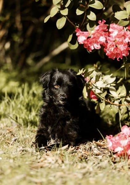 Mogli - sensibler Hund sucht Zuhause