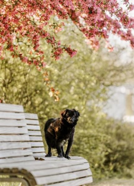 Mogli - sensibler Hund sucht Zuhause