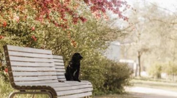 Mogli - sensibler Hund sucht Zuhause