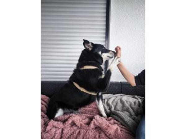 Aiko - wartet in 83052 Bruckmühl