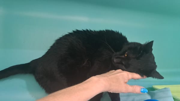 Merlin