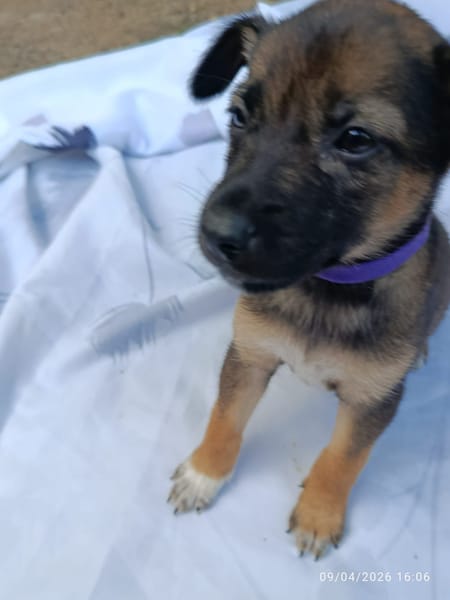 ALTEA, CHIOT FEMELLE BERGER CRÉOLE