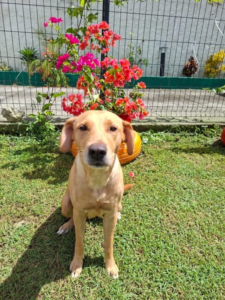 BAHIA, FEMELLE LABRADOR NON-LOF