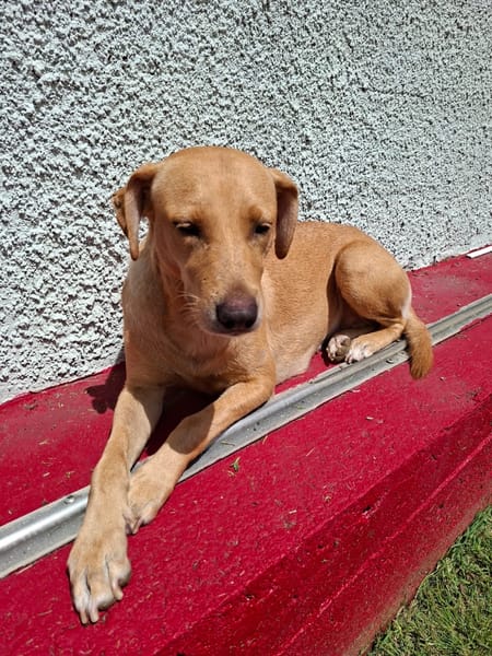 BAHIA, FEMELLE LABRADOR NON-LOF
