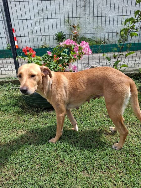 BAHIA, FEMELLE LABRADOR NON-LOF