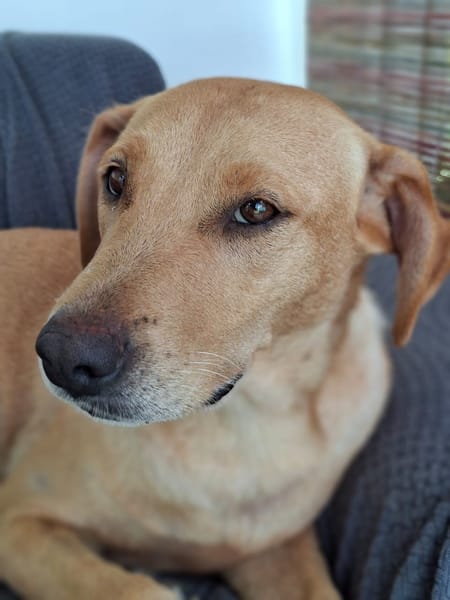 BAHIA, FEMELLE LABRADOR NON-LOF