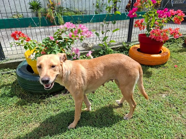BAHIA, FEMELLE LABRADOR NON-LOF