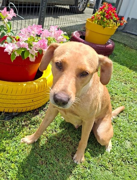 BAHIA, FEMELLE LABRADOR NON-LOF
