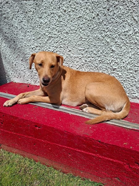 BAHIA, FEMELLE LABRADOR NON-LOF