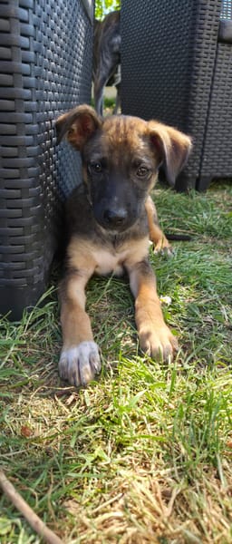 SILEA, CHIOT FEMELLE BERGER CRÉOLE