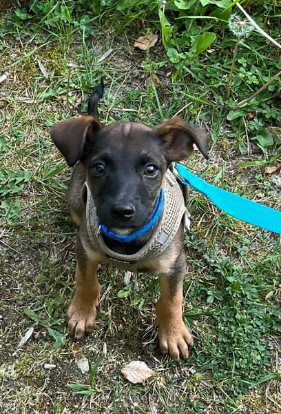SNOOP, CHIOT MÂLE BERGER CRÉOLE