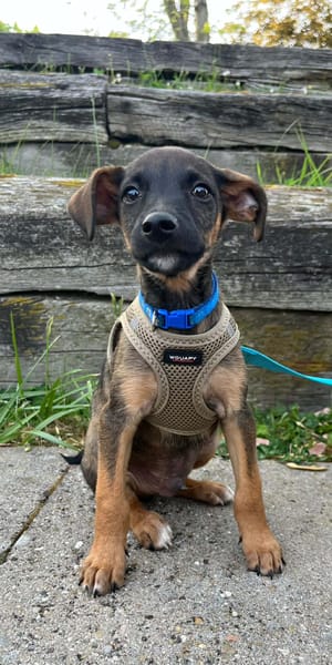 SNOOP, CHIOT MÂLE BERGER CRÉOLE