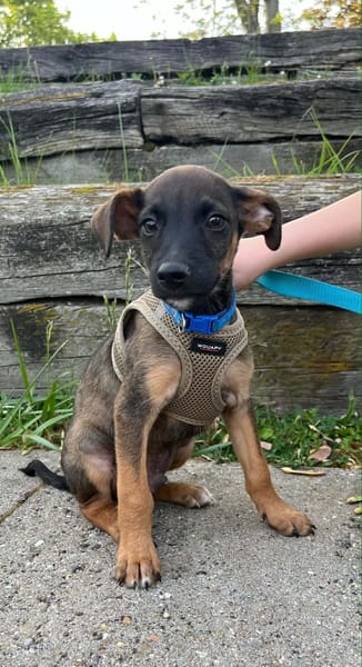 SNOOP, CHIOT MÂLE BERGER CRÉOLE