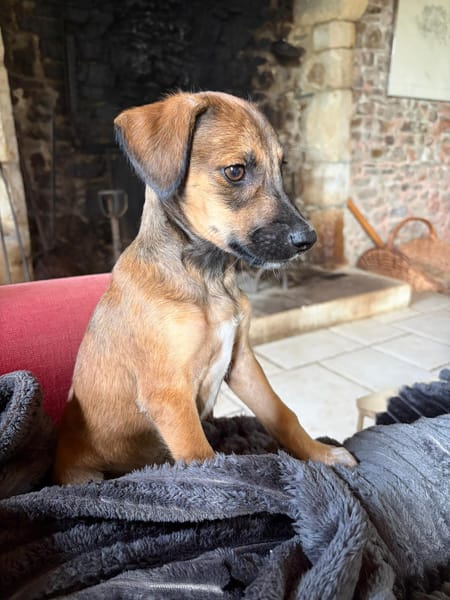 SPLEET, CHIOT MÂLE BERGER CRÉOLE