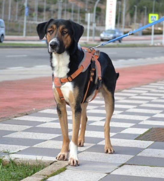 TRASTO