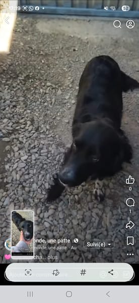 Sascha