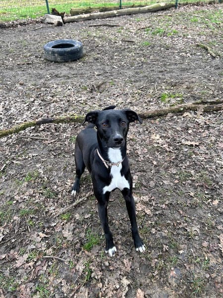 Leia - URGENCE ADOPTION