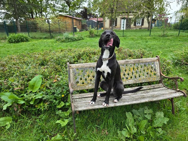 Leia - URGENCE ADOPTION