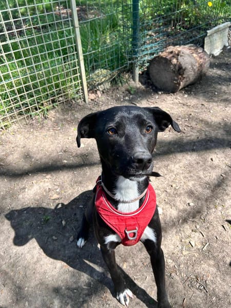 Leia - URGENCE ADOPTION