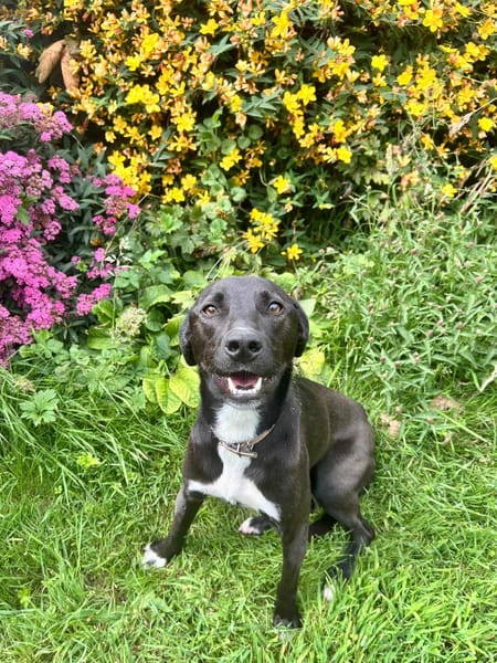Leia - URGENCE ADOPTION