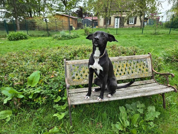 Leia - URGENCE ADOPTION