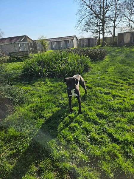 Leia - URGENCE ADOPTION
