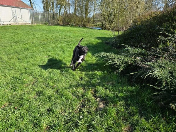 Leia - URGENCE ADOPTION