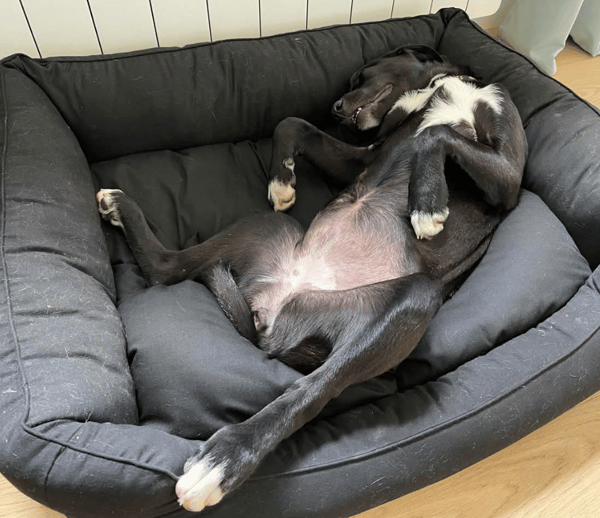 Leia - URGENCE ADOPTION
