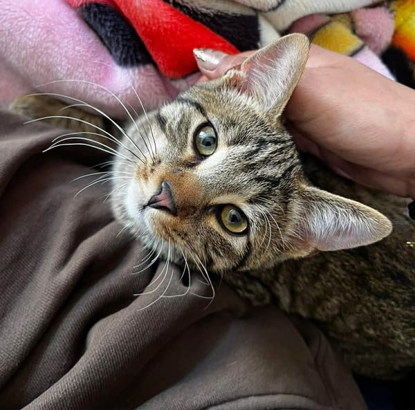 MÂCHOUILLE À ADOPTÉ AVEC UN CHAT DEJA PRÉSENT CHEZ VOUS