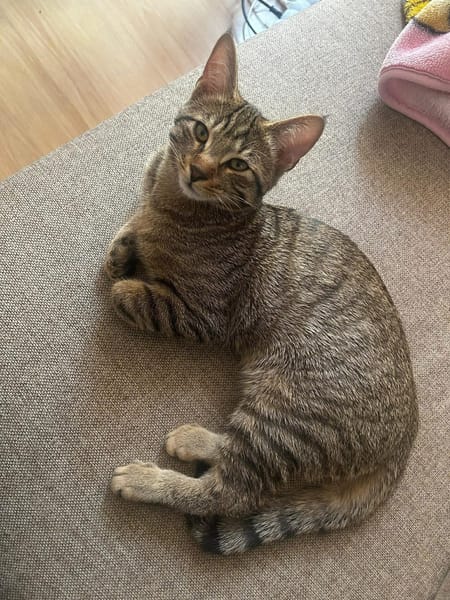 MÂCHOUILLE À ADOPTÉ AVEC UN CHAT DEJA PRÉSENT CHEZ VOUS