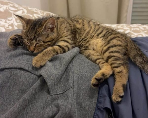 MÂCHOUILLE À ADOPTÉ AVEC UN CHAT DEJA PRÉSENT CHEZ VOUS